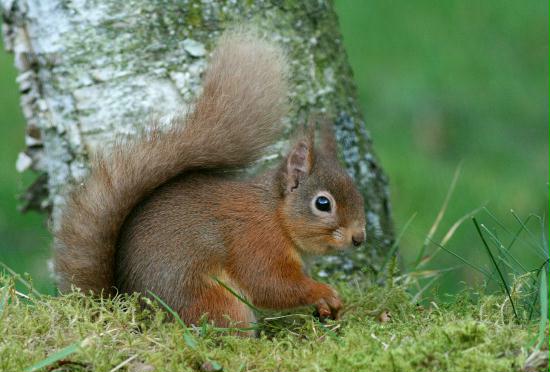 Red Squirrel <i>Sciurus vulgaris</i>